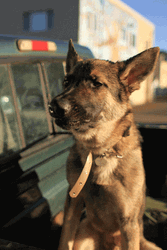 Barking German Shepherd GIF