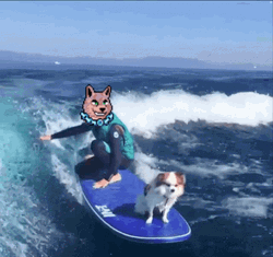 Barkpost Dog Surfing Wave GIF