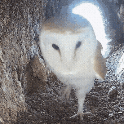 Barn Owl Looking Out Of Hole In Ground GIF