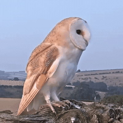 Barn Owl Perched On Tree Branch Looking At Camera GIF