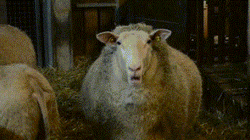 Barn Sheep Chews GIF