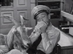 Barney Fife With A Sheep GIF