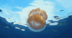 Barrel Jellyfish Moving