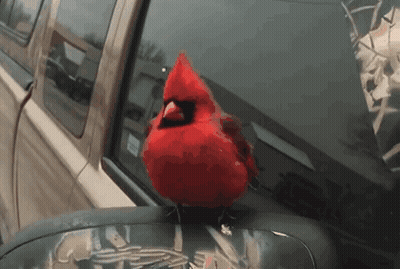 Baseball Player In Cardinals Jersey And Hat With S GIF