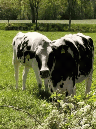 Baseball Player In Mississippi State Jersey GIF