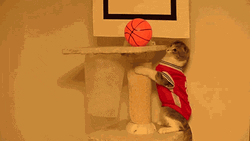 Basketball Cat Shoot