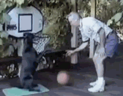 Basketball Dog Dunk