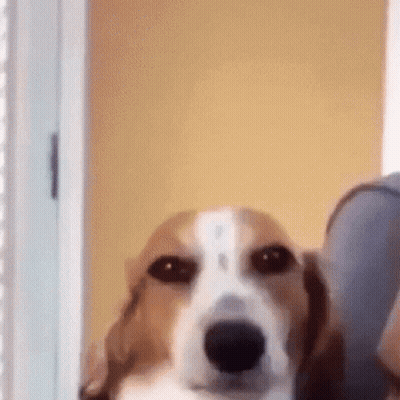Basketball Game On Knicks Court GIF