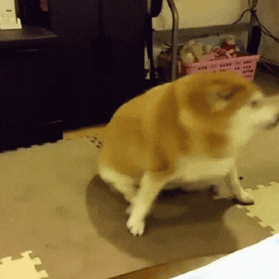 Basset Hound Playing With Ball In Grass GIF