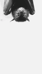 Bat GIF