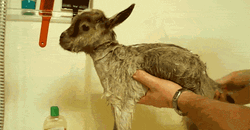 Bathing Baby Goat
