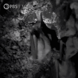 Bats Documentary Nature PBS GIF