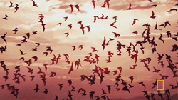 Bats Flying In Sunset GIF