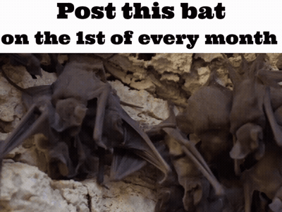 Bats Hanging Upside Down GIF