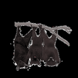 Bats Resting Up And Down GIF