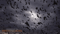 Bats Thunder Monsoon GIF