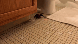 Battery Operated Scary Spider GIF