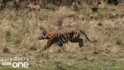 Bbc Life Story Of Cheetah Running  GIF