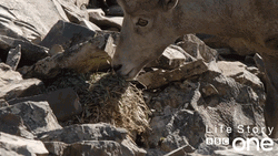 BBC One Mouse Screaming GIF