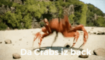 Beach Crab Da Crabs Iz Back GIF