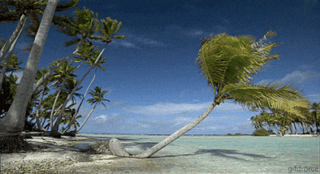 Beach Palm Tree Leaning On The Ground GIF