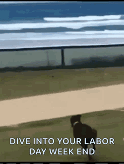 Beach Sand GIF