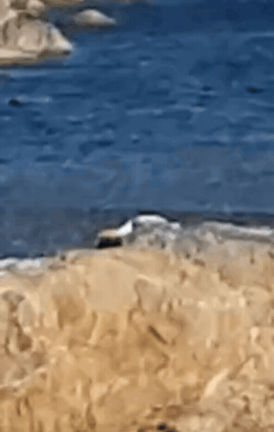 Beach Scene With Blue Ocean GIF