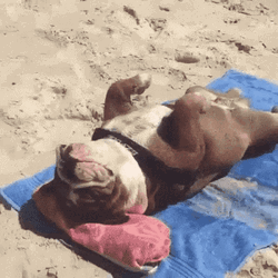 Beach Vacation Sunbathing Dog