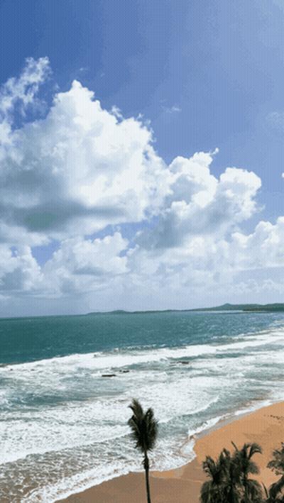 Beach With Palm Trees And Blue Sky GIF