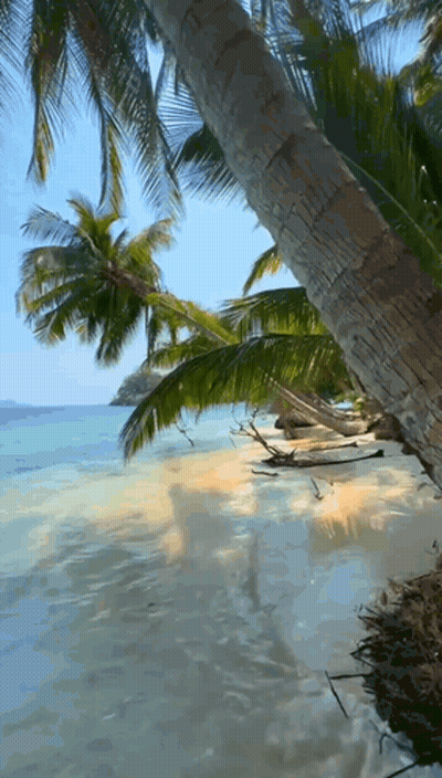 Beach With Palm Trees And Water GIF