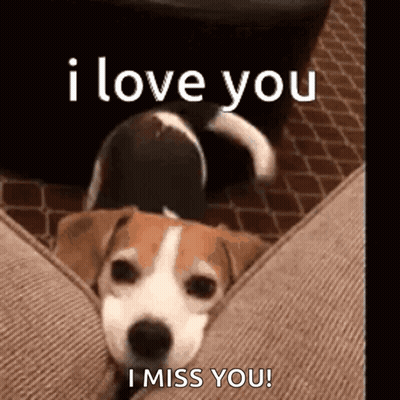 Beagle Dog Laying On Couch I Love You I Miss You GIF