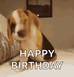 Beagle Happy Birthday Meme