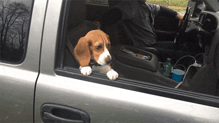 Beagle Just Hanging Around GIF