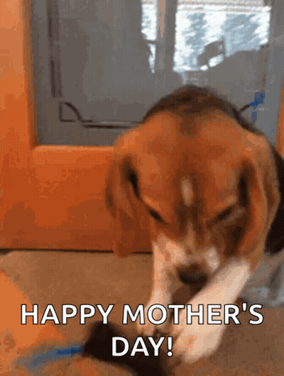 Beagle Puppy Laying Down Happy Mother's Day GIF