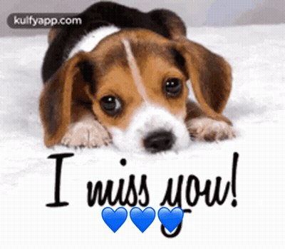 Beagle Puppy Laying Down Saying I Miss You GIF