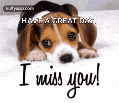 Beagle Puppy Laying On Bed Have A Great Day I Miss You GIF
