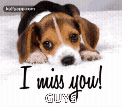 Beagle Puppy Laying On Bed I Miss You Guys GIF