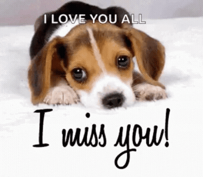 Beagle Puppy Laying On Bed Saying I Love You All I Miss You GIF