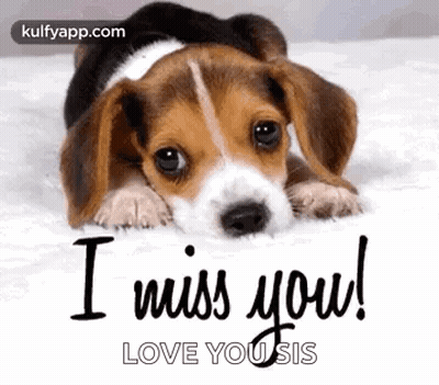 Beagle Puppy Laying On Bed Saying I Miss You Love You Sis GIF