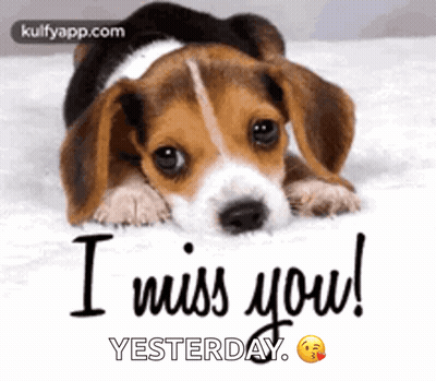 Beagle Puppy Laying On Bed Saying I Miss You Yesterday GIF
