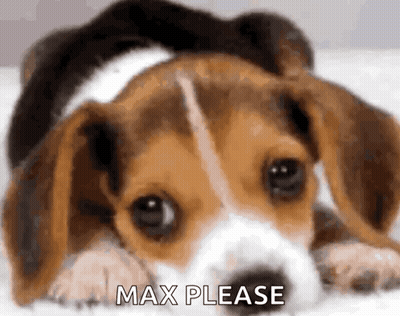 Beagle Puppy Laying On Bed Saying Max Please GIF