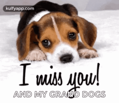 Beagle Puppy Lying On Bed Saying I Miss You GIF