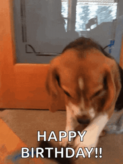 Beagle Puppy Playing With Toy Saying Happy Birthday GIF