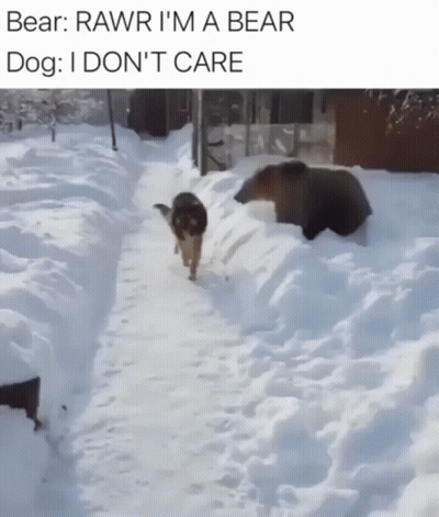 Bear And Dog Walking In Snow Bear Says Rawr I'm A Bear GIF