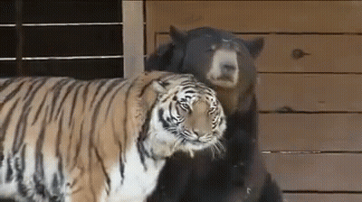 Bear And Tiger Hugging GIF
