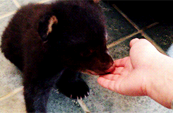 Bear Biting Person Finger GIF