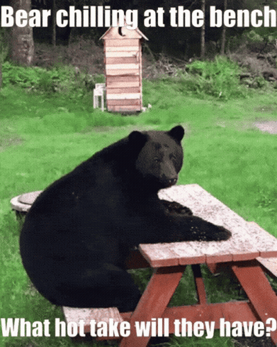 Bear Chilling At Bench What Hot Take GIF