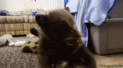 Bear Cub Playing With Stuffed Animal GIF