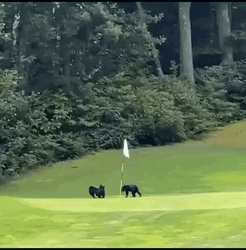 Bear Cubs Playing In Golf Course GIF