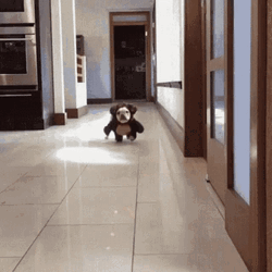 Bear Dog Running For You GIF